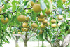 【予約販売】大野農園_豊水梨(2kg)