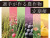 【予約販売・定期便】選手が作る農作物【6月30日まで受付→7月末まで受付延長】